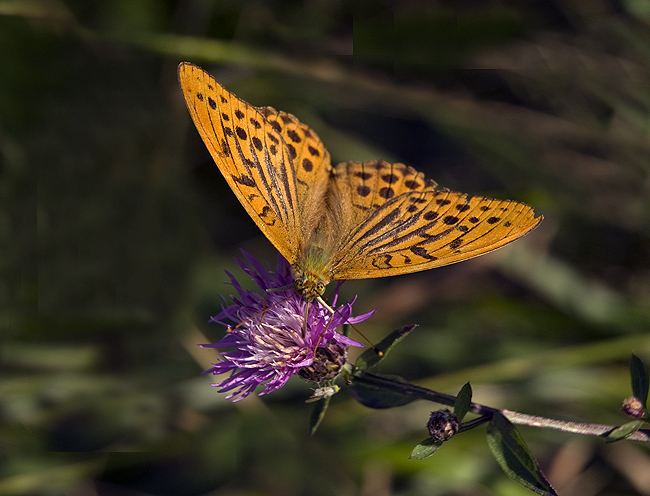 Argynnis paphia